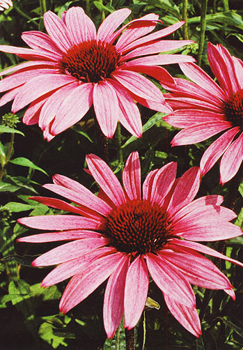 detail v lightboxu