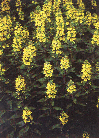 detail v lightboxu
